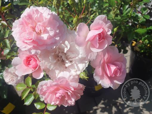 Růže floribunda Bonica 82